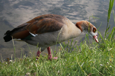 30-Nilgans-088.jpg